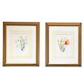 Watercolor Flowers - Tulips and Camelias by Pat Carol - Set of 2