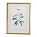 Antique Colored Botanical Etching