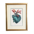 Hand Colored Antique Botanical Lithographs - Gesnera Lateritia