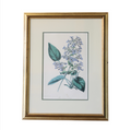 Hand Colored Antique Botanical Lithographs - Pentstemon Ovatum