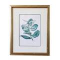 Hand Colored Antique Botanical Lithographs - Arbulus Procera